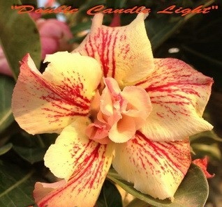 (image for) New Adenium \'Double Candle Light\' 5 Seeds
